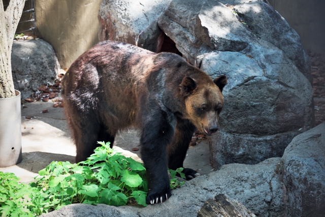 エゾヒグマのフリー画像