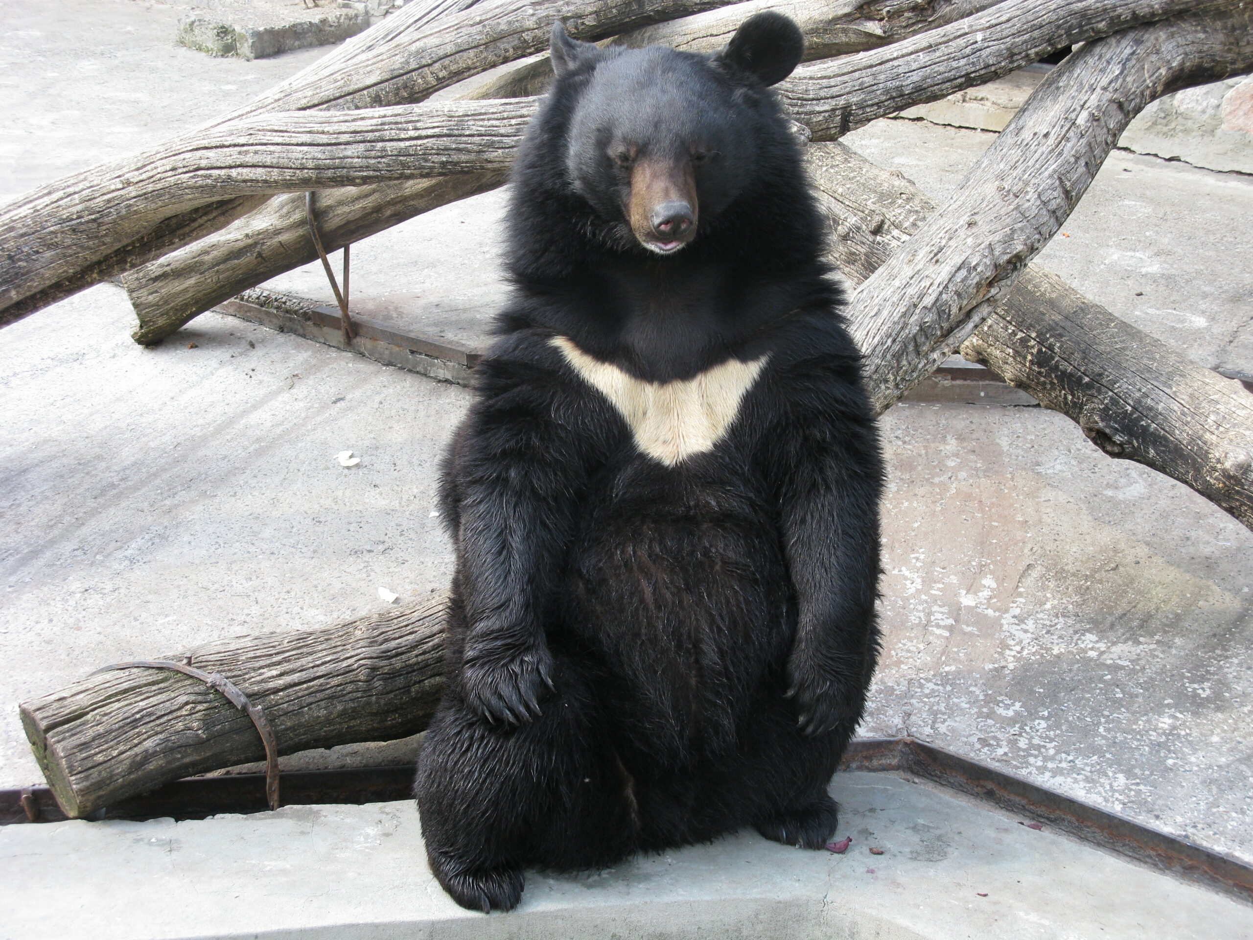 ツキノワグマのフリー画像