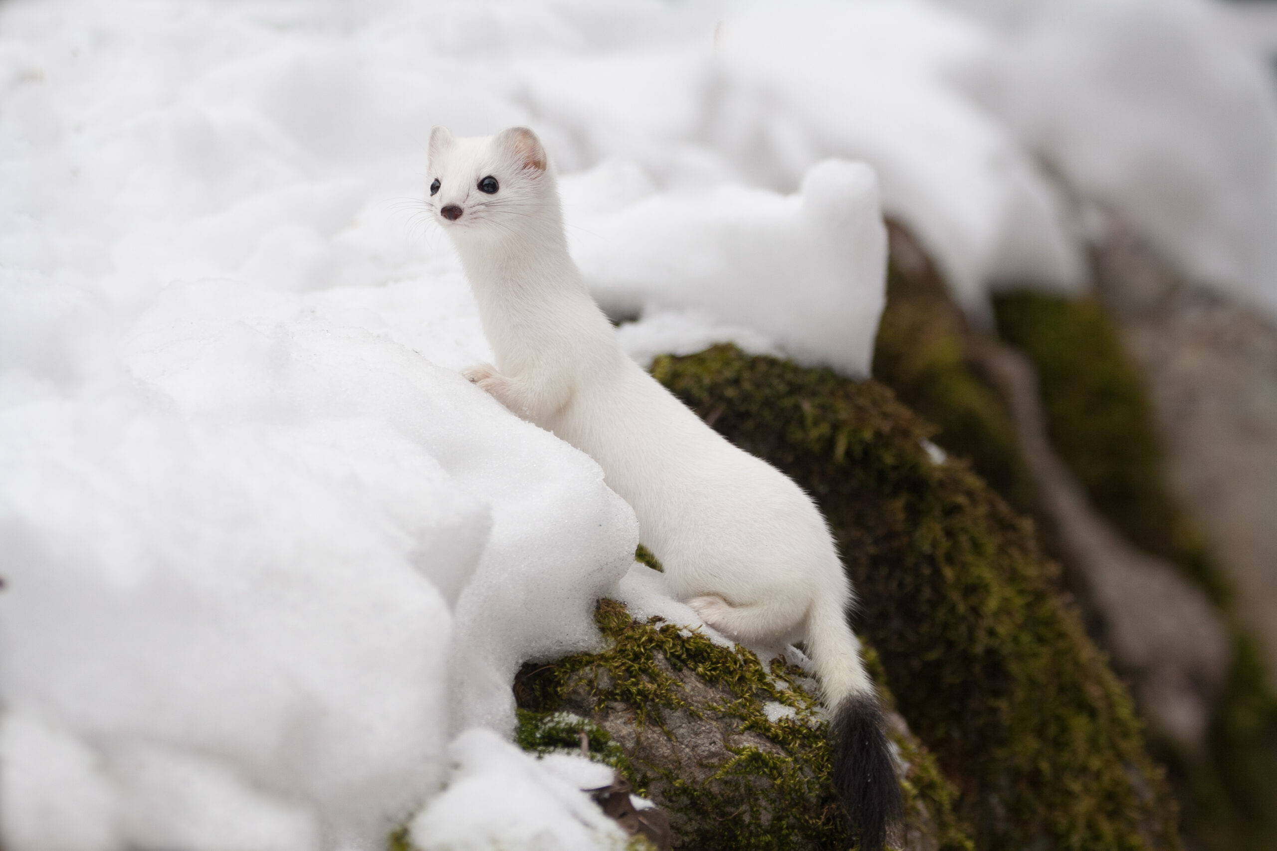 オコジョのフリー画像