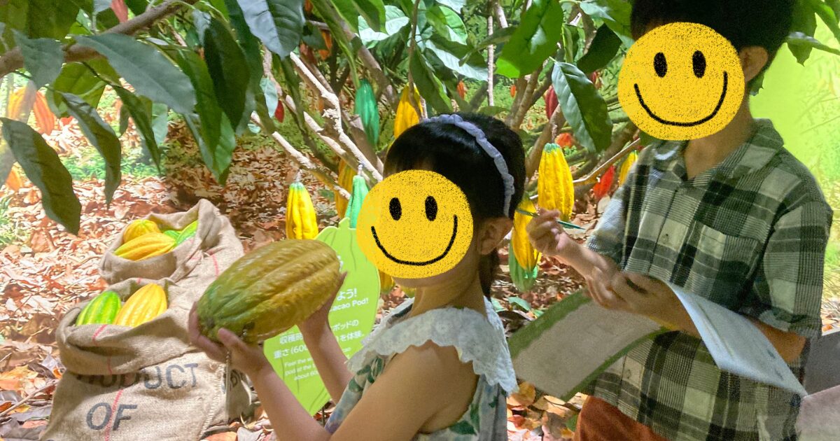カカオのレプリカを持ってみる